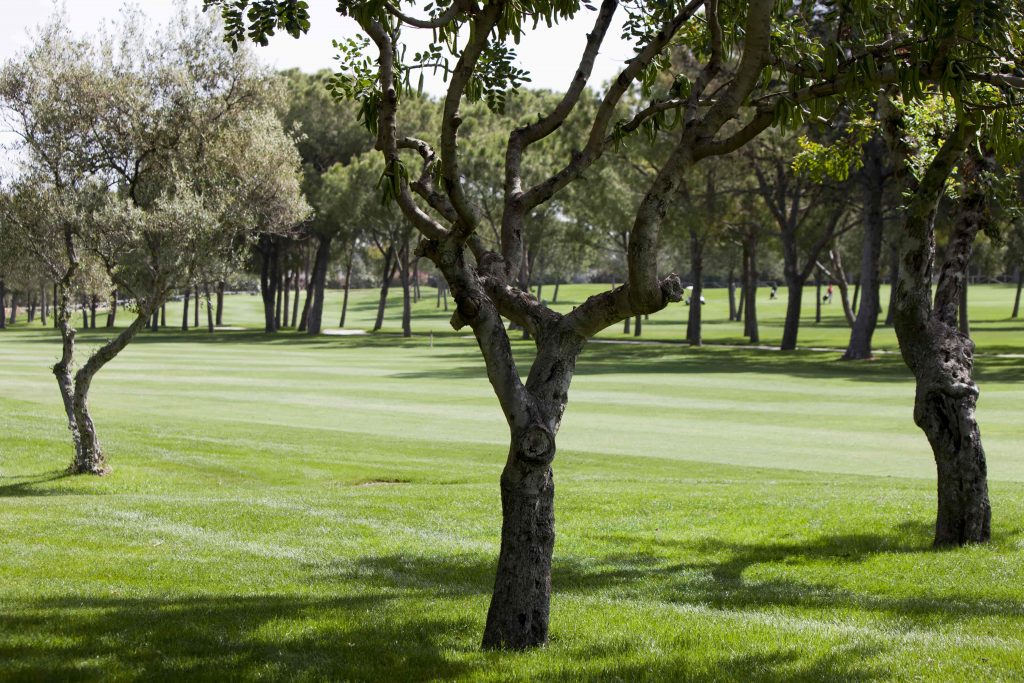 https://golftravelpeople.com/wp-content/uploads/2019/04/Real-Club-Pineda-Golf-Seville-6-1024x683.jpg