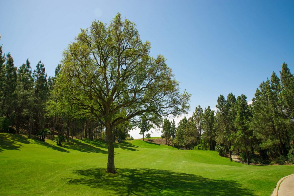 https://golftravelpeople.com/wp-content/uploads/2019/11/Chaparral-Golf-Club-Mijas-Costa-del-Sol-hoyo-8-b-Copy-1024x684.jpg