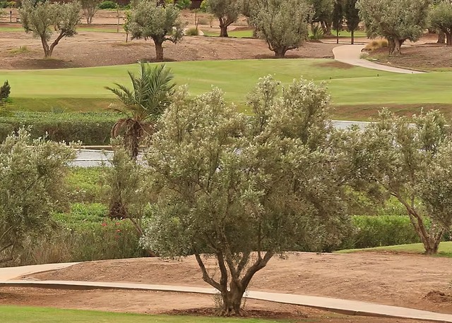 https://golftravelpeople.com/wp-content/uploads/2025/11/Golf-Al-Maaden-Marrakech-Morocco-5.jpg