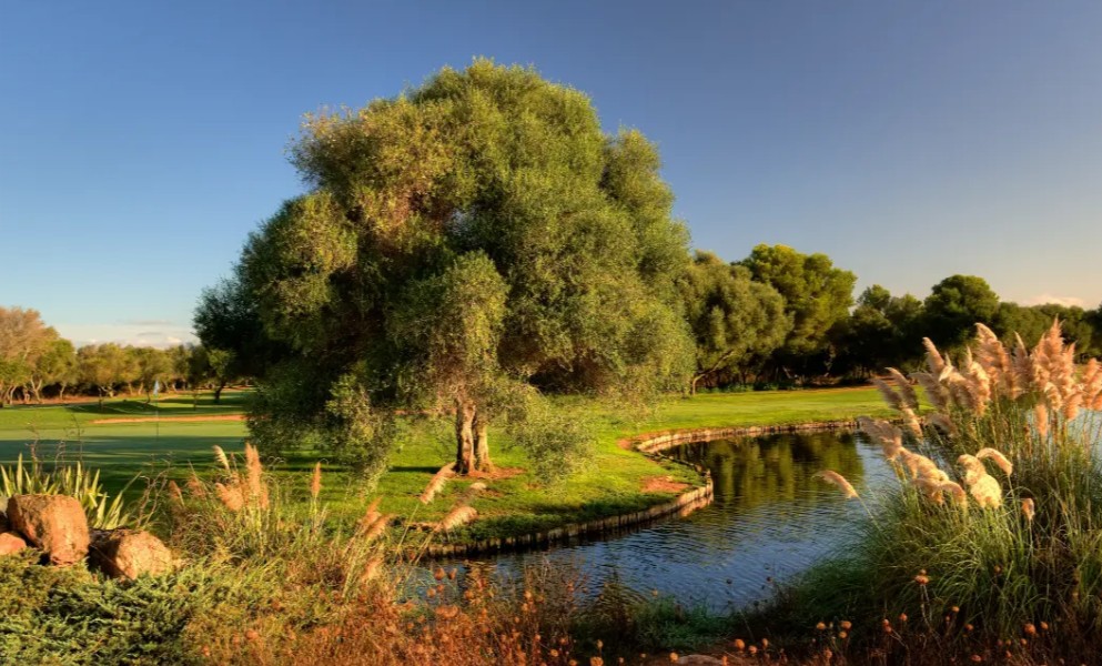 https://golftravelpeople.com/wp-content/uploads/2025/11/Golf-Son-Antem-East-Mallorca-5.jpg