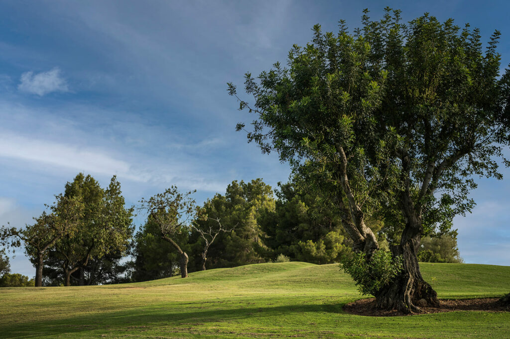 https://golftravelpeople.com/wp-content/uploads/2025/11/Golf-Son-Quint-Mallorca-17-1024x682.jpg