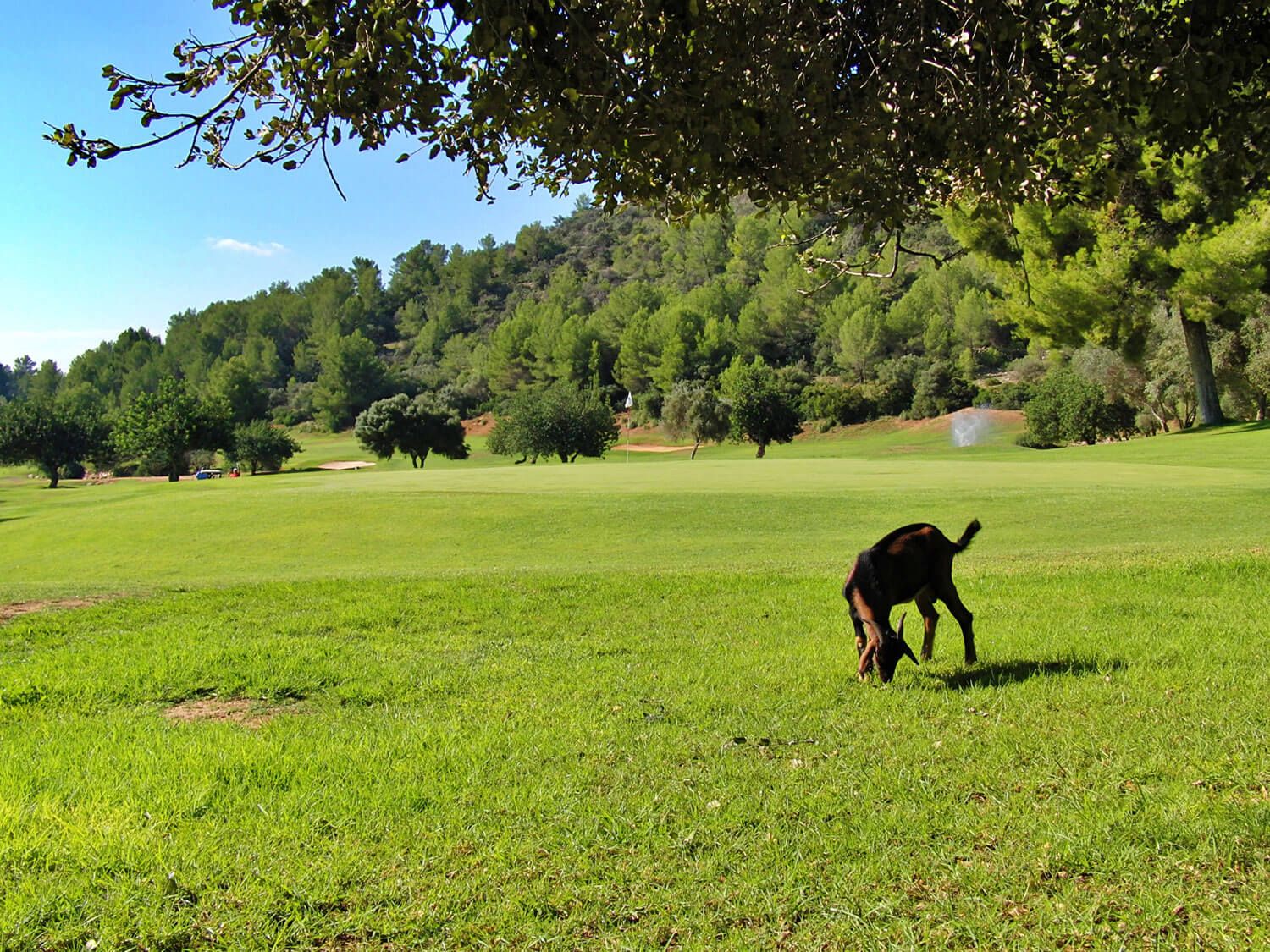 Son Termes Golf Mallorca