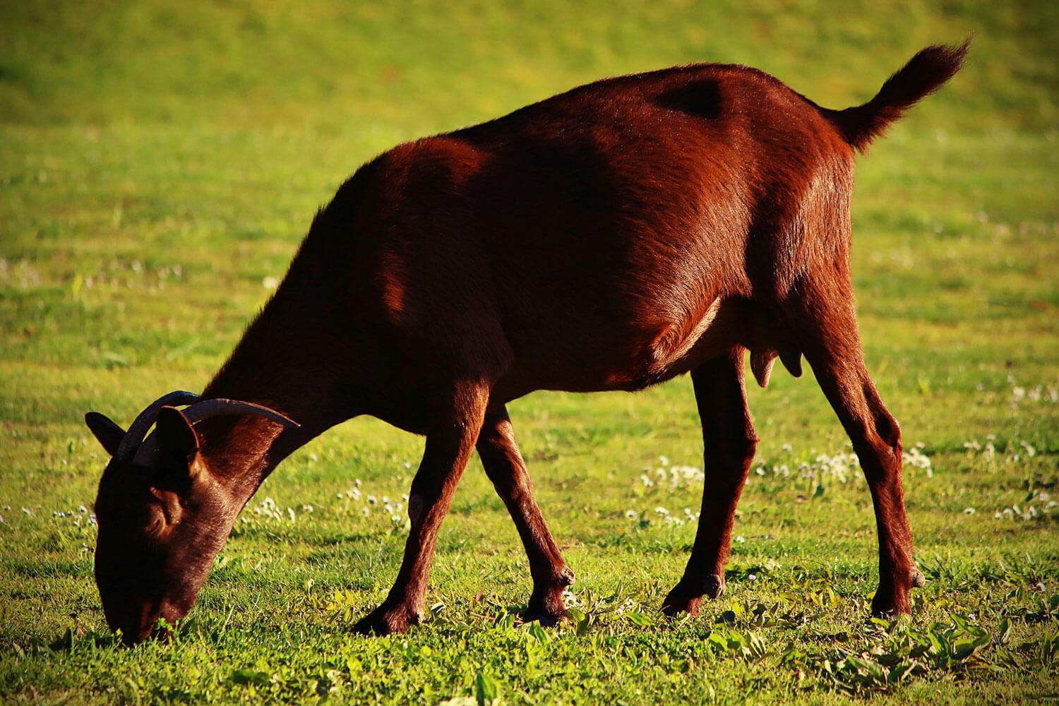Son Termes Golf Mallorca