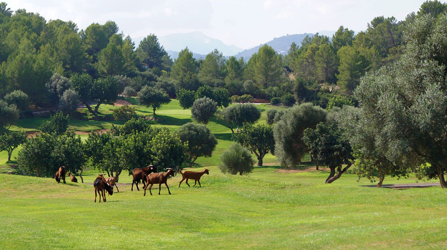 Son Termes Golf Mallorca