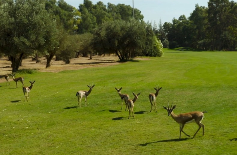 https://golftravelpeople.com/wp-content/uploads/2025/11/Royal-Golf-Marrakech-Morocco-5.jpg