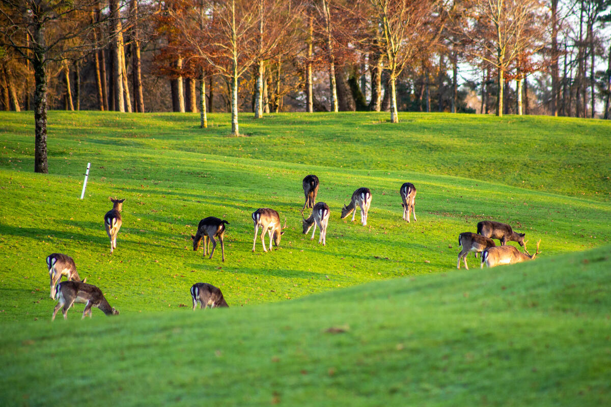 Galway Golf Club